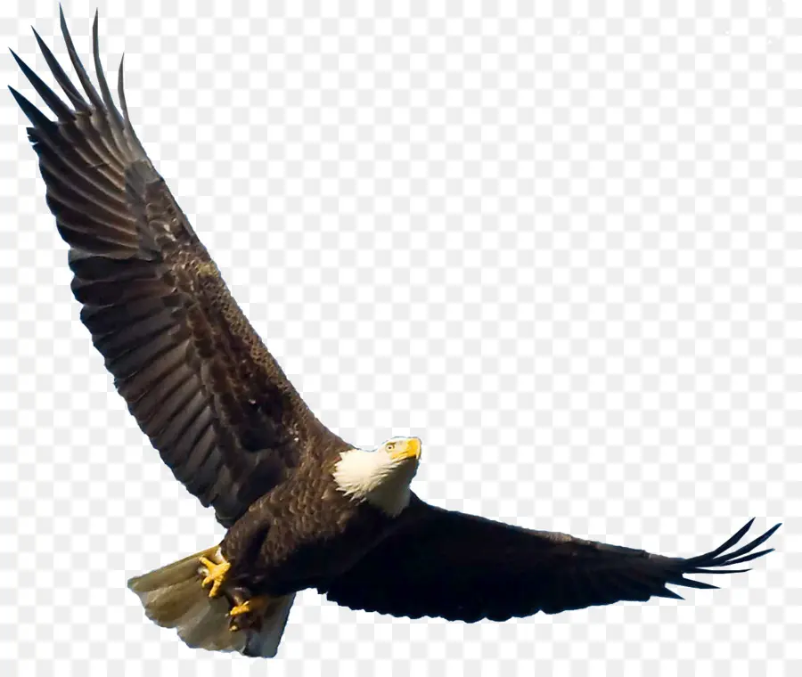 Pájaro，águila Calva PNG