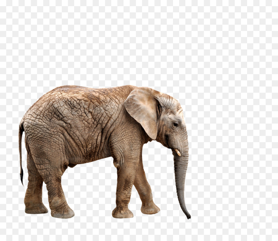 El Elefante Africano，El Norte De La Jirafa PNG