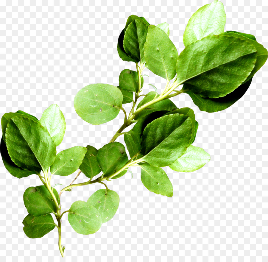 Hojas Verdes，Naturaleza PNG