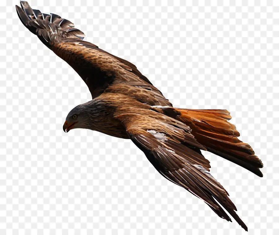 Pájaro，Vuelo PNG