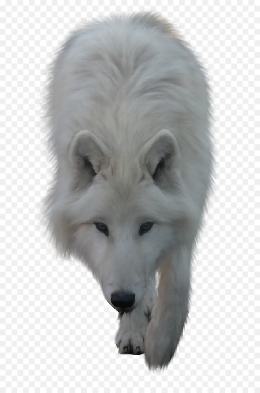 Lobo Blanco，Lobo PNG