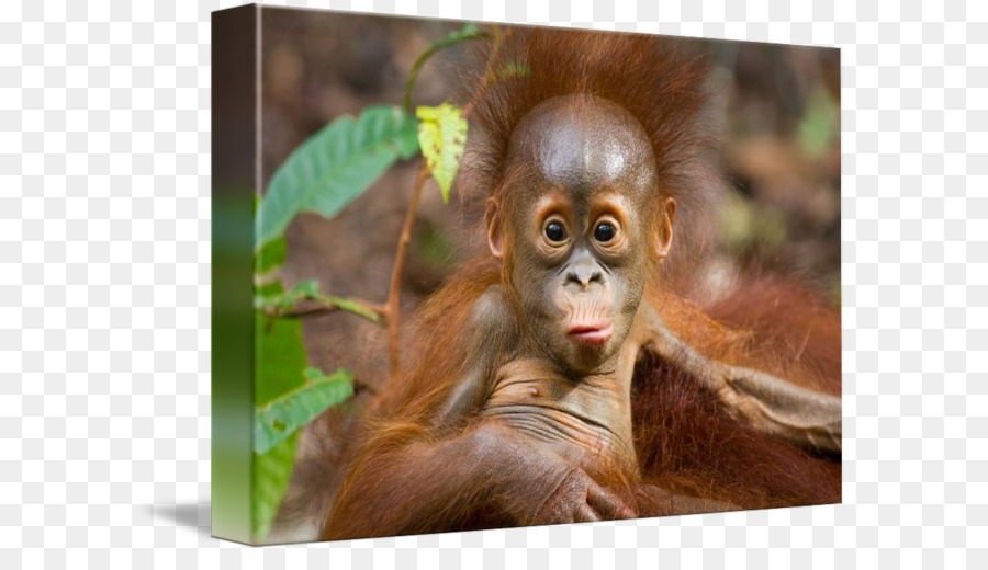 Chimpancé，Borneo PNG