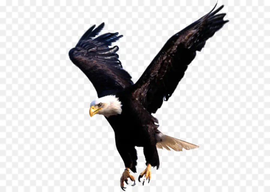 águila Calva，Águila PNG