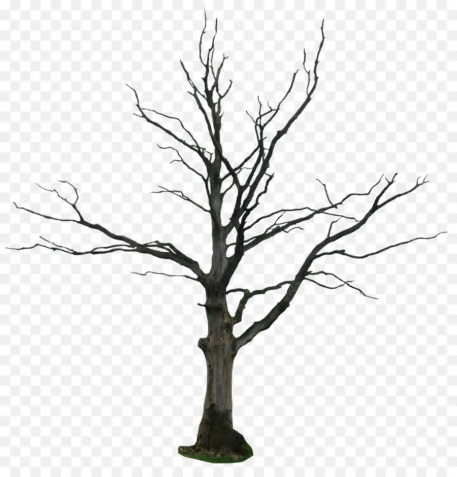 árbol，Dibujo PNG