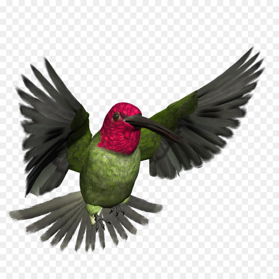 Polinizador，Pájaro PNG