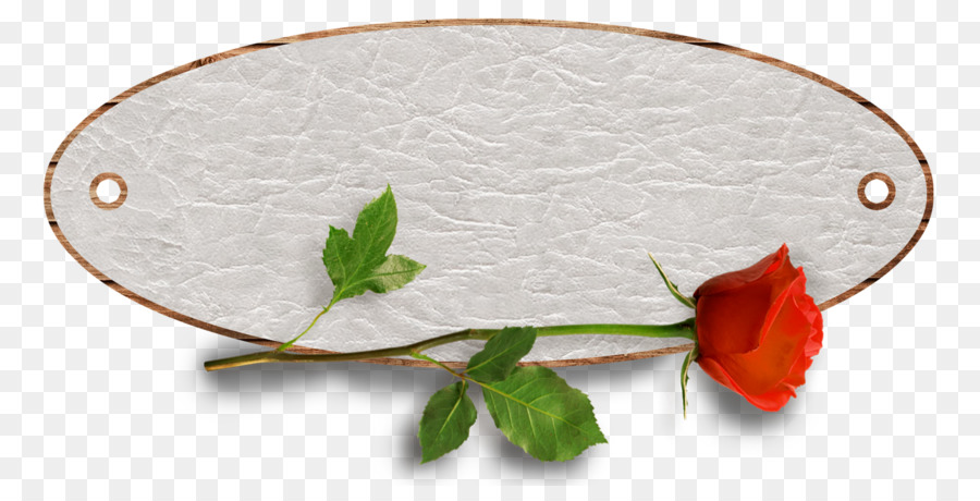 Rosa Con Signo En Blanco，Flor PNG