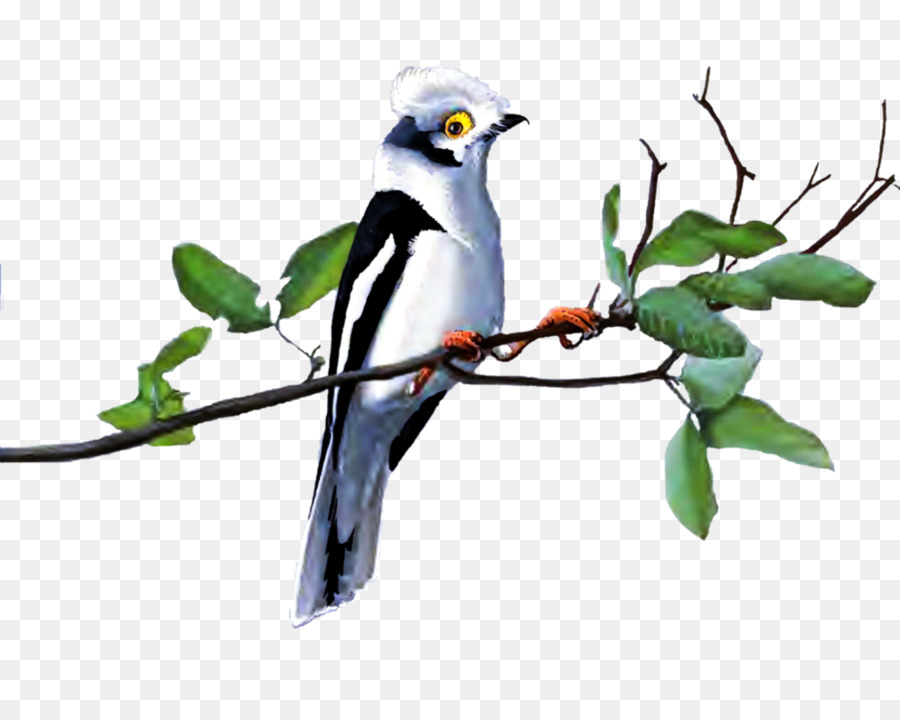 Pájaro，Ganso PNG