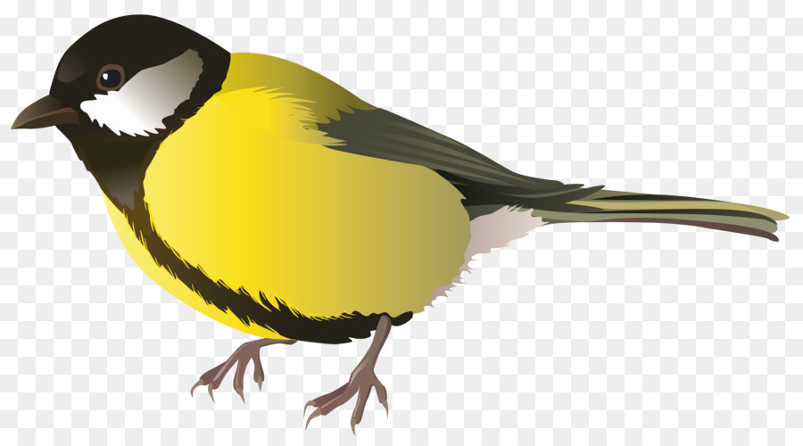 Pájaro Pequeño，Plumas PNG