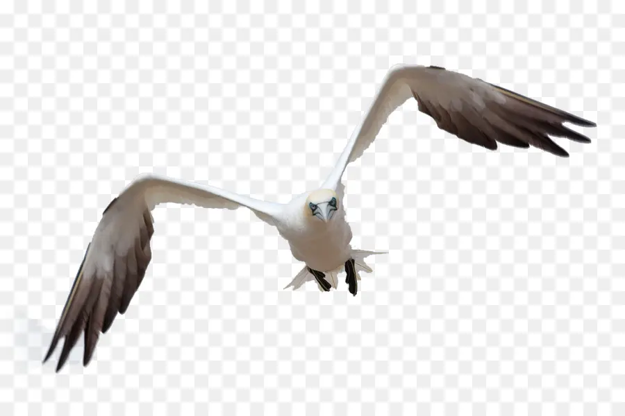 Pájaro，Vuelo PNG