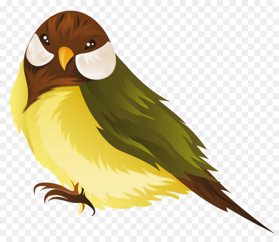 Pájaro，Plumas PNG