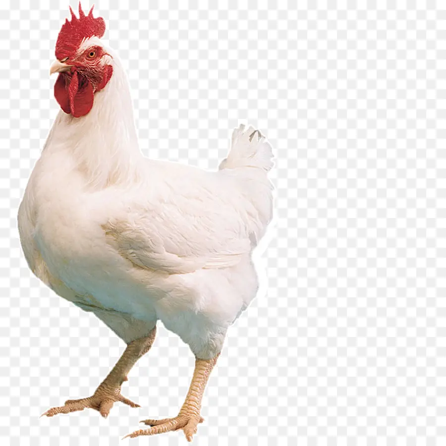 Cornish Pollo，Kuroiler PNG