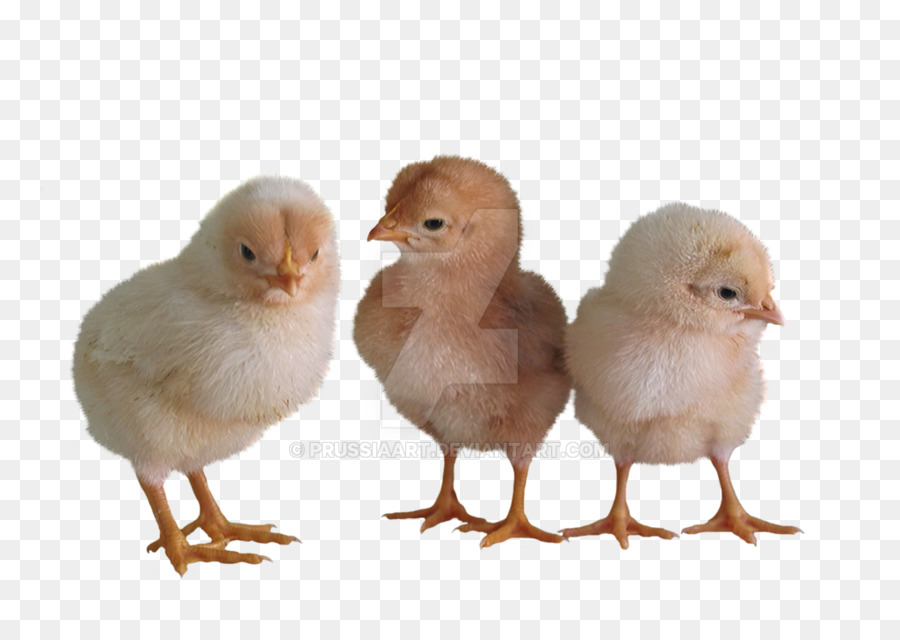 Pollo，El Ganado PNG