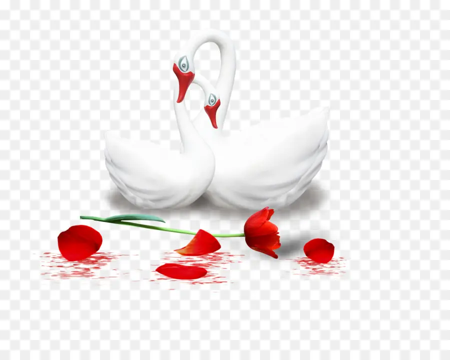 Cisnes Y Rosa，Blanco PNG