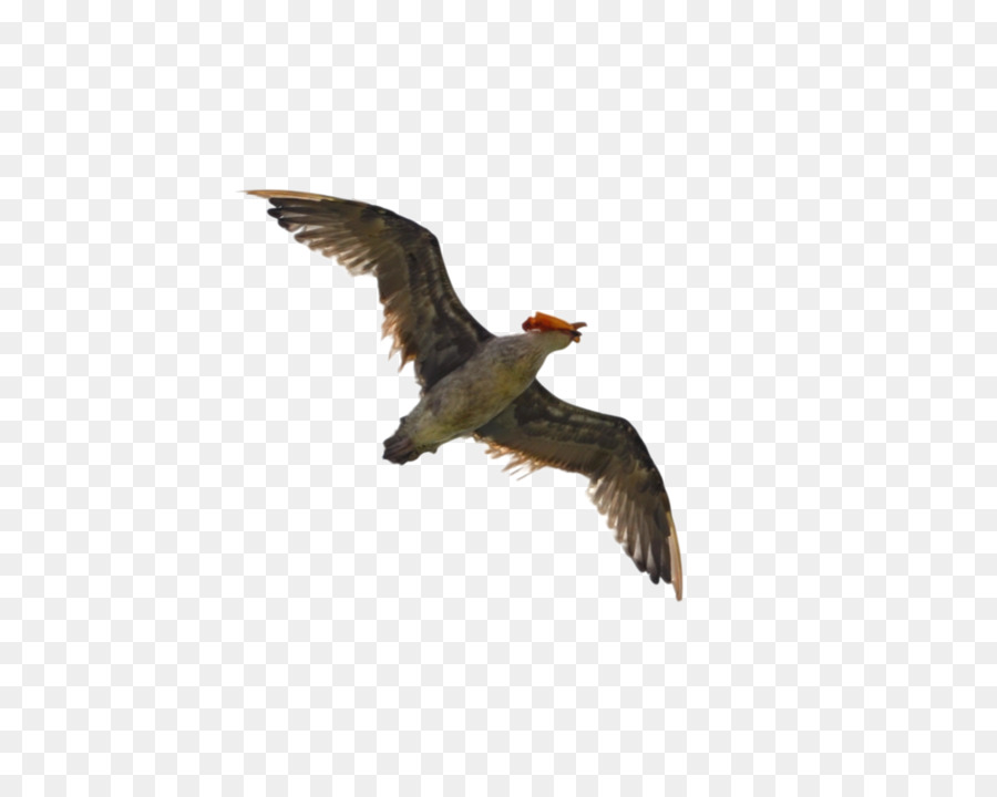 Aves Voladoras，Gaviotas PNG