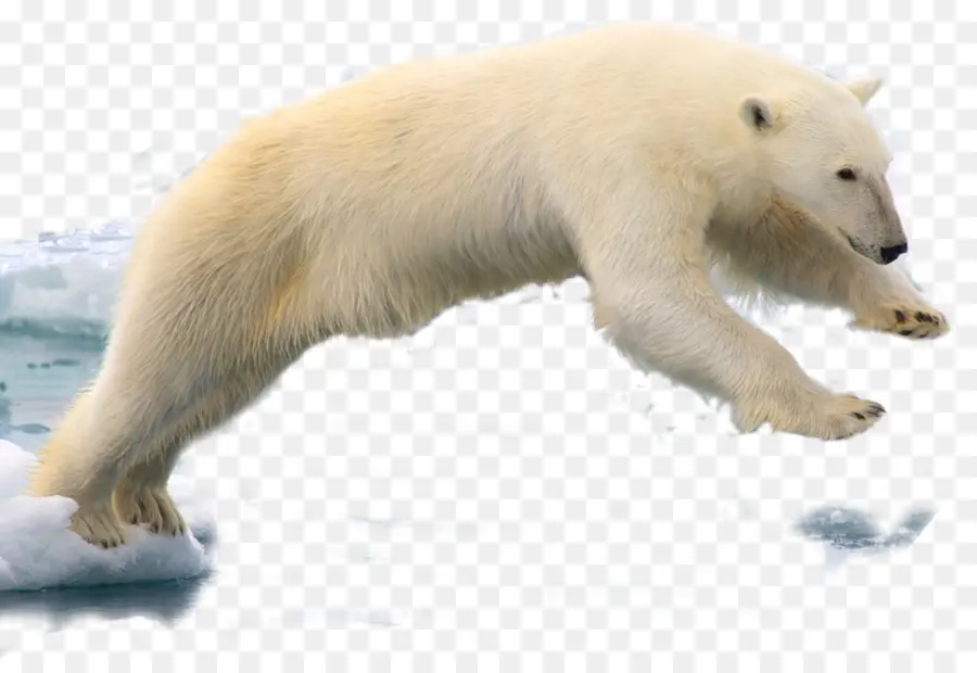 Spitsbergen，Oso Polar PNG