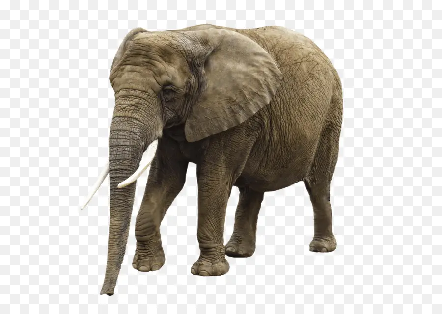 Elefante Africano Del Bosque，Elefante PNG