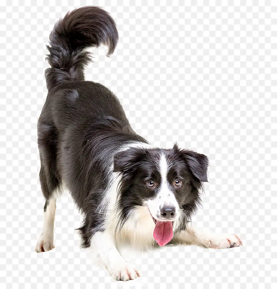 Perro，Mascota PNG