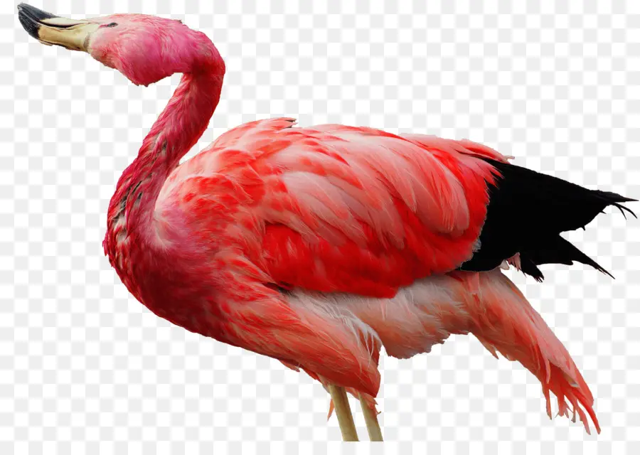 Los Flamencos，La Resolución 4k PNG