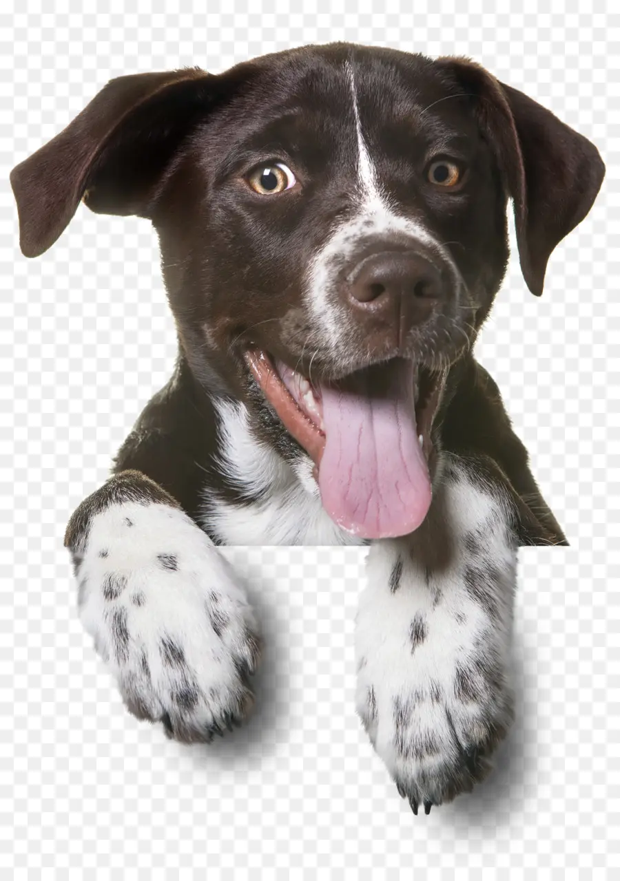 Perro，Cachorro PNG