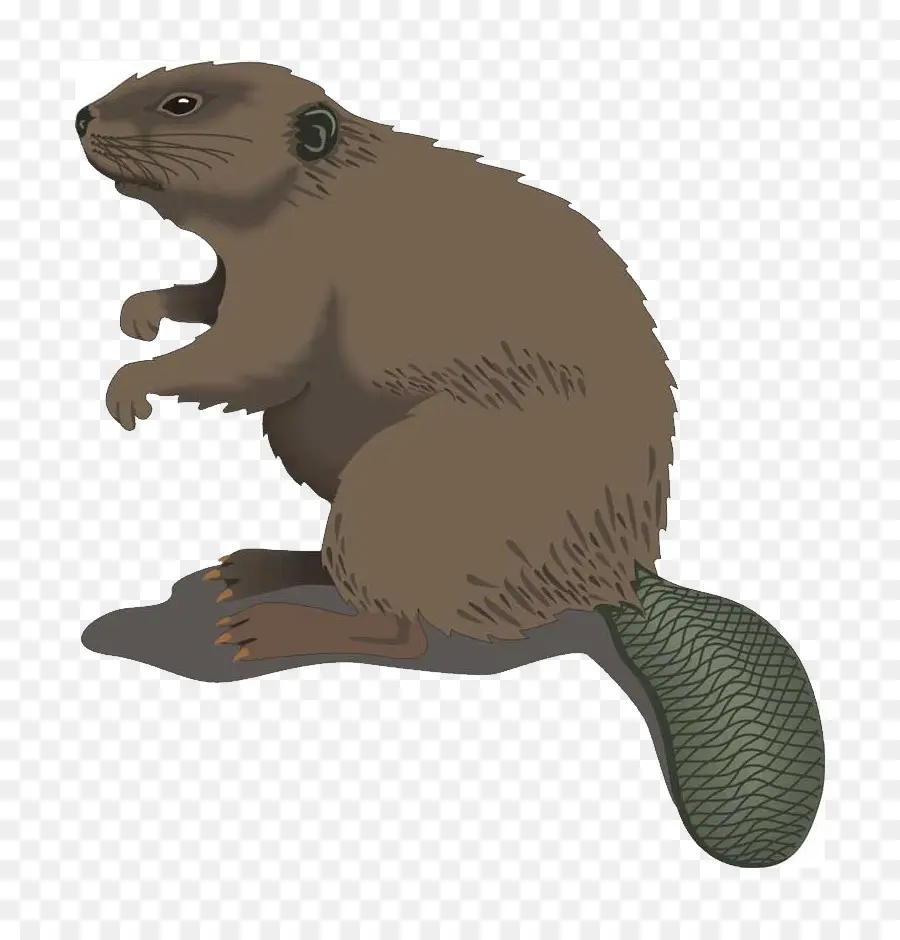 Beaver，De Dibujos Animados PNG