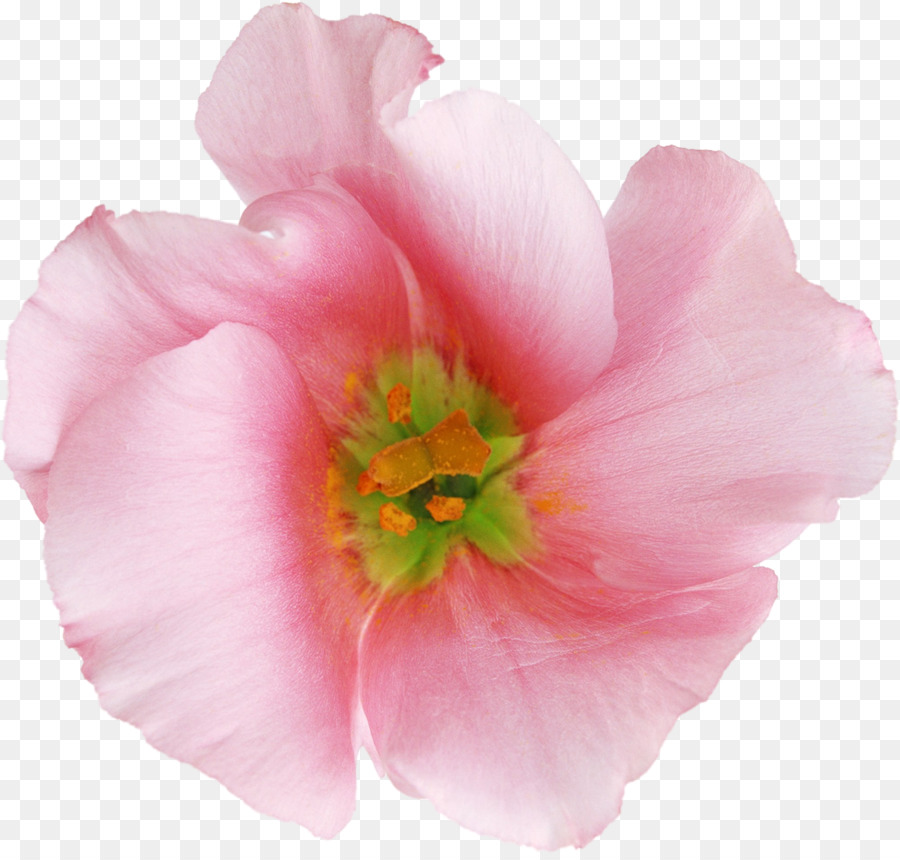 Flores Rosadas，Pétalos PNG