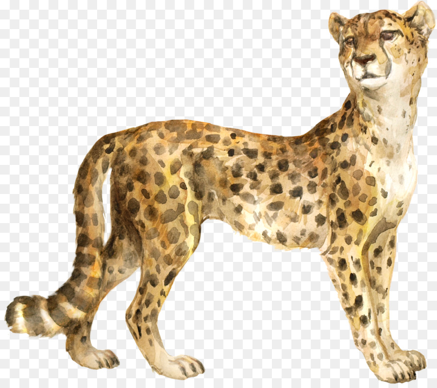 Cheetah，Bedlam Pilas PNG