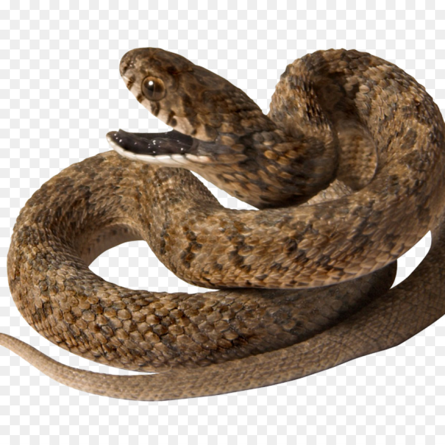 Serpiente，Reptil PNG