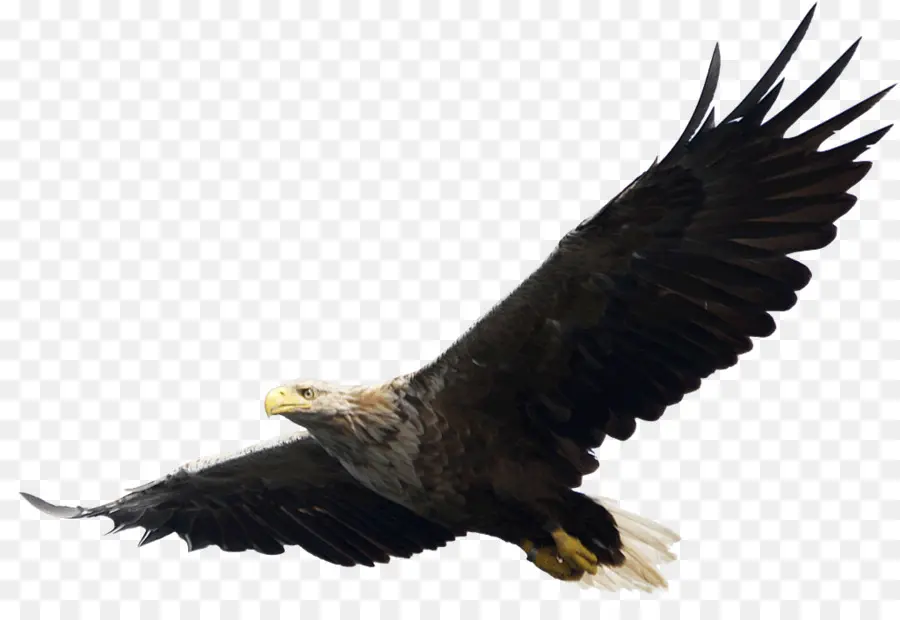 águila，Descargar PNG