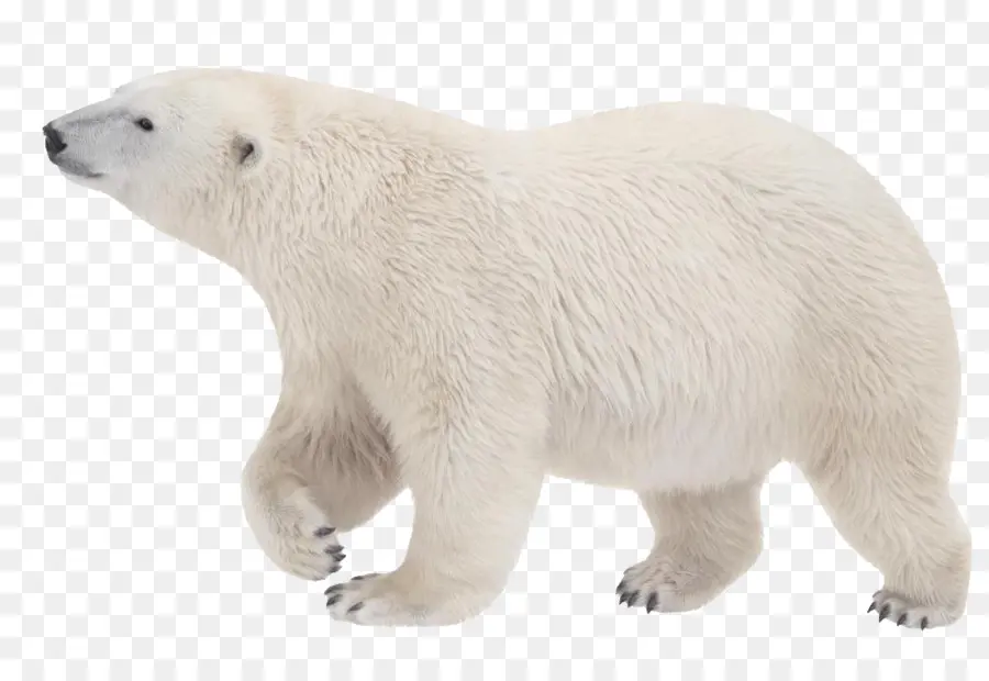 Oso Polar，Ártico PNG