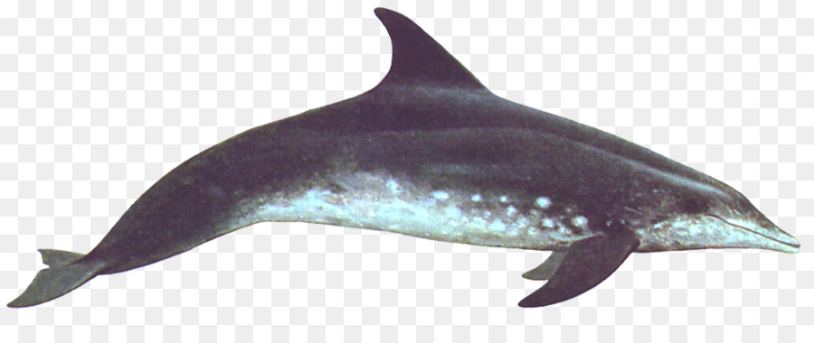 Común Delfín Nariz De Botella，Wholphin PNG