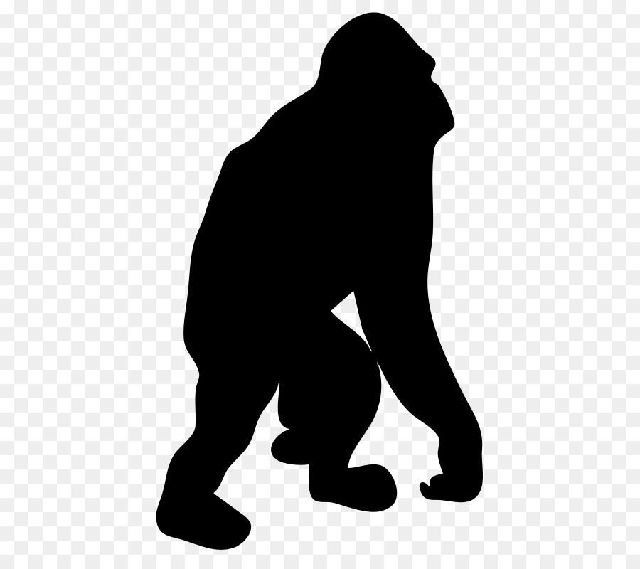 Orangután，Chimpancé PNG