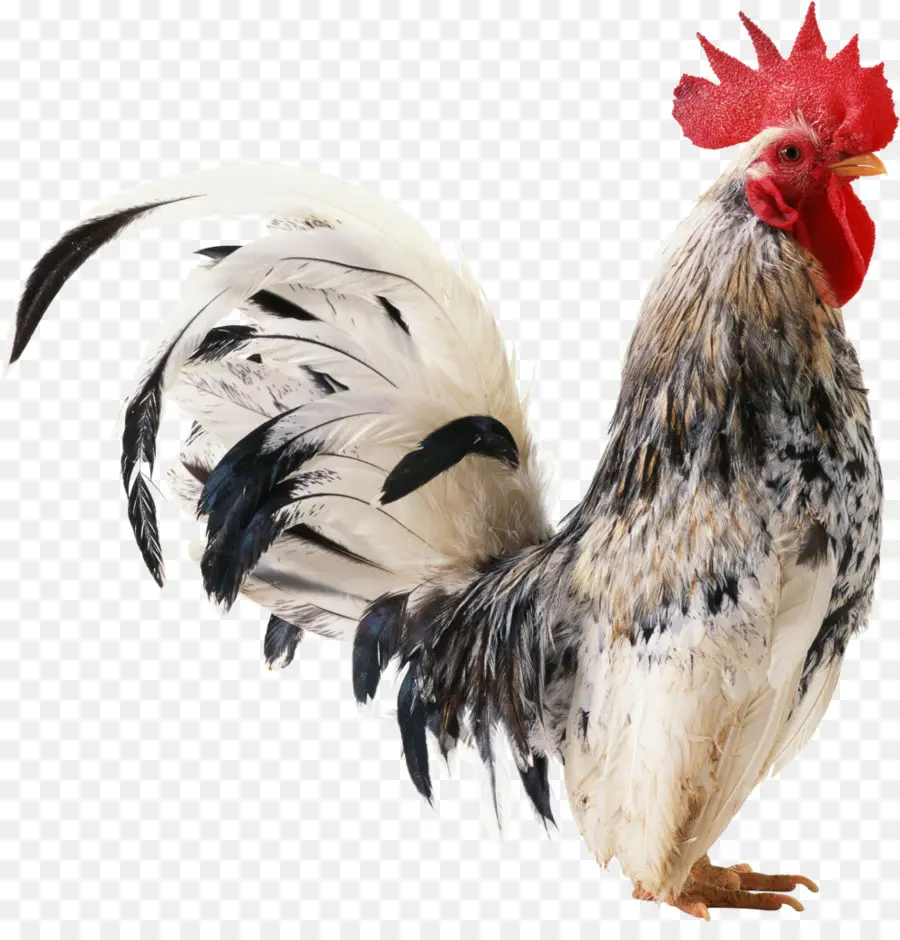 Pollo，Gallo PNG