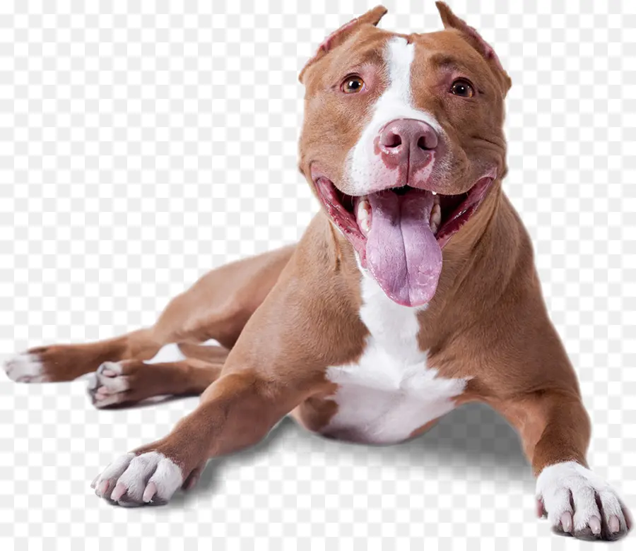 Pitbull，Perro PNG