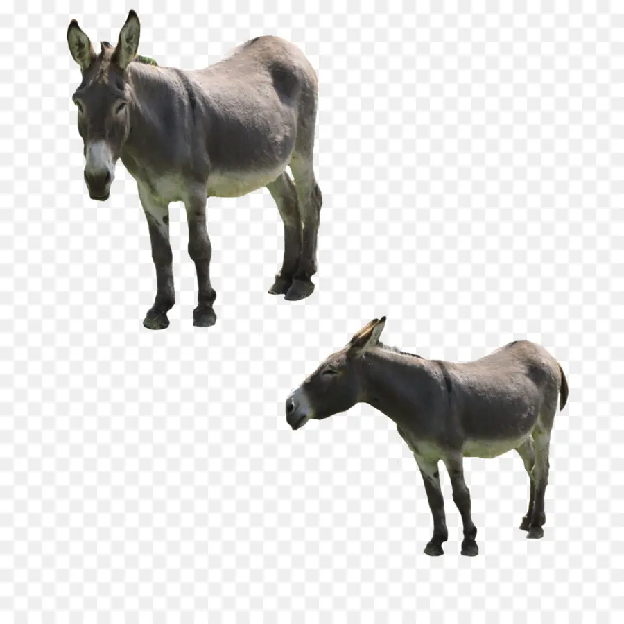 Mula，Caballo PNG