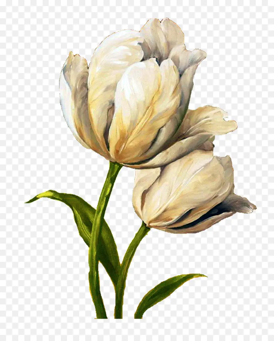 Flor，Tulip PNG