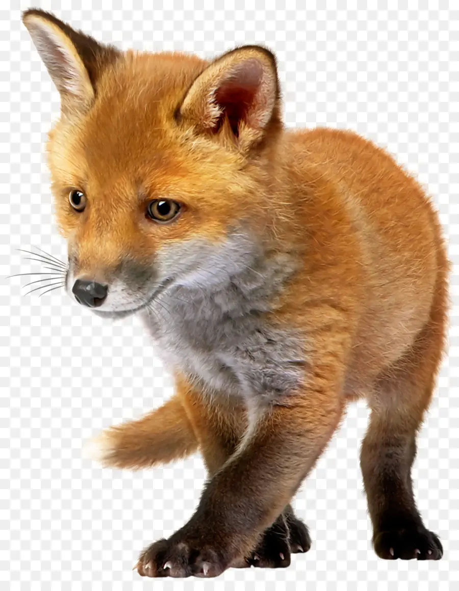 Fox，Bebé PNG