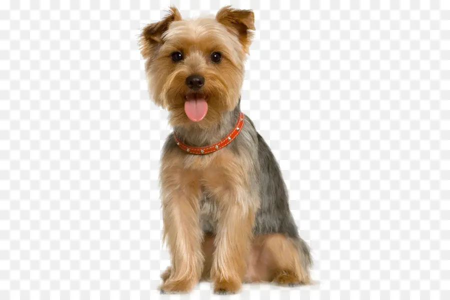 Perro，Mascota PNG