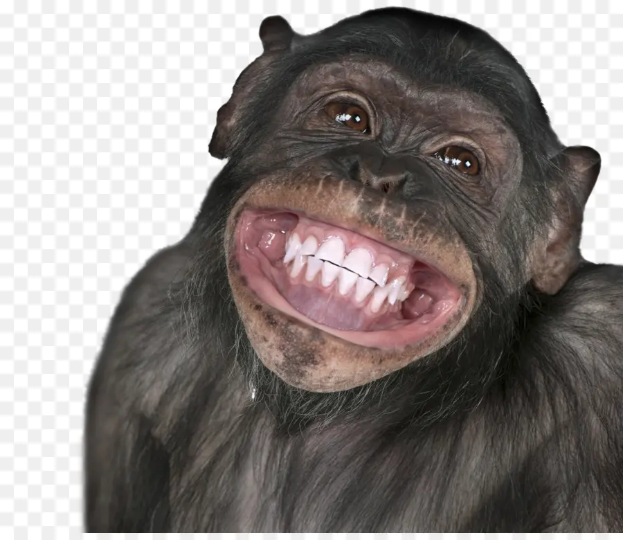 Chimpancé，Mono PNG