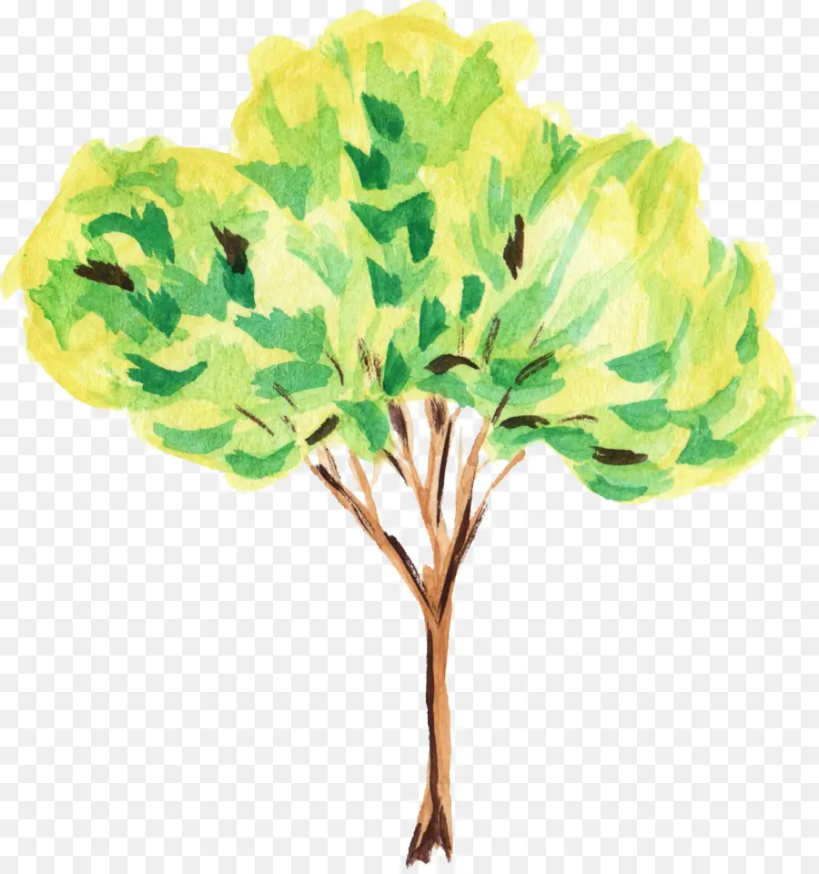 árbol，Pintura A La Acuarela PNG