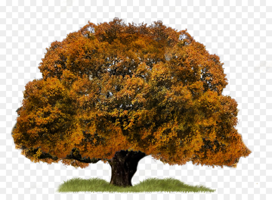 árbol，Diseñador PNG