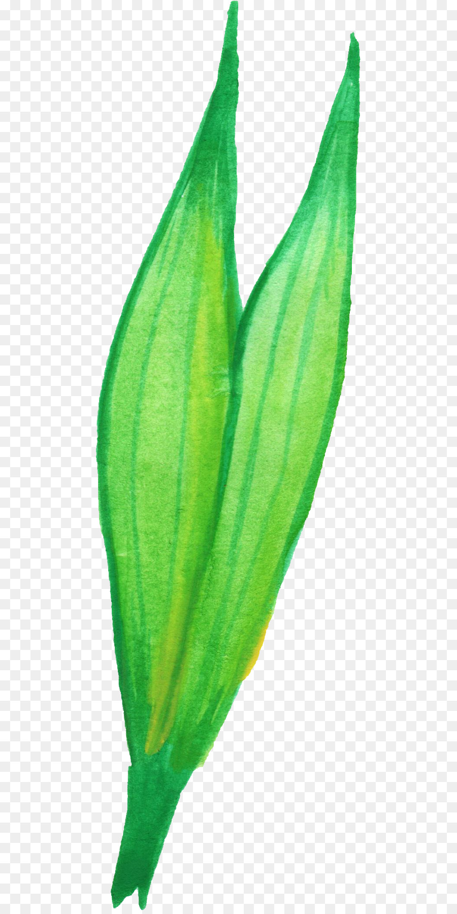 Hoja，Tallo De La Planta PNG