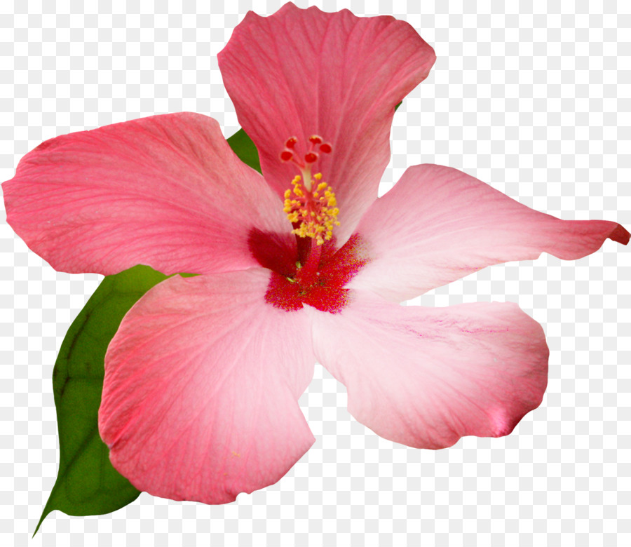 Flor，Acuarela De Flores PNG
