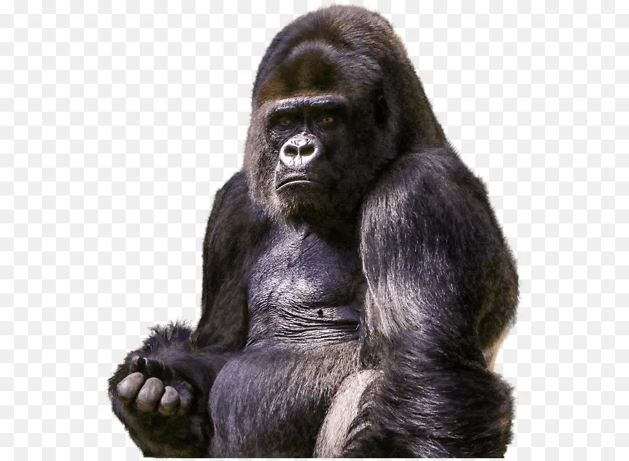 Gorila，Chimpancé PNG