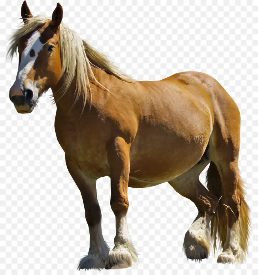 Caballo árabe，American Caballo Miniatura PNG