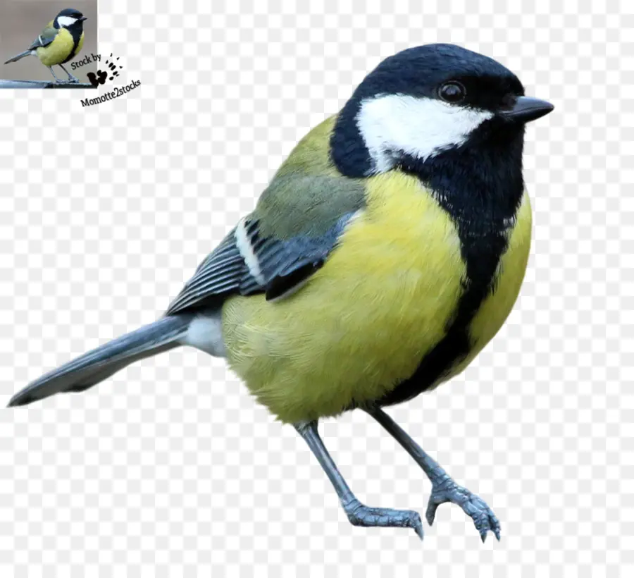 Pájaro，Encaramado PNG