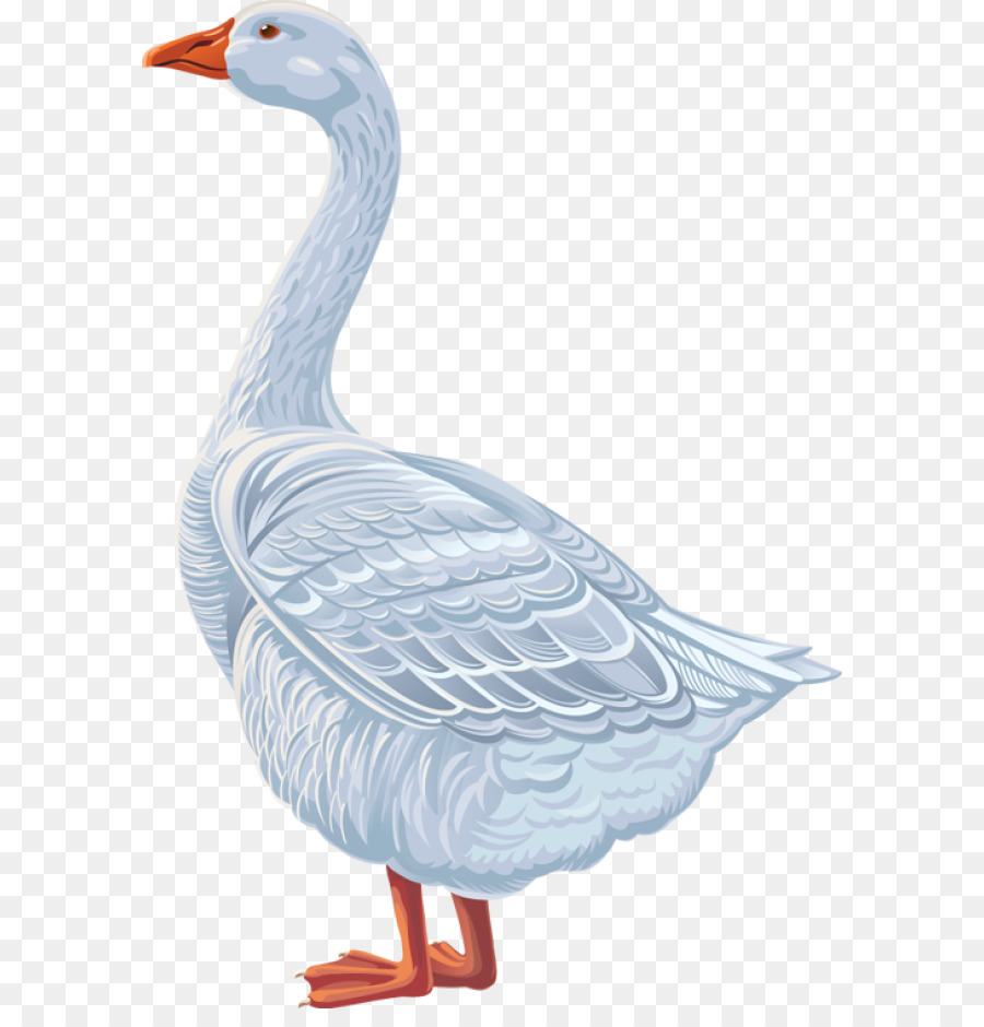 Ganso，Pato PNG