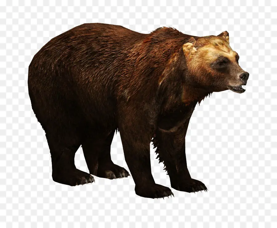 Oso Pardo，Oso PNG