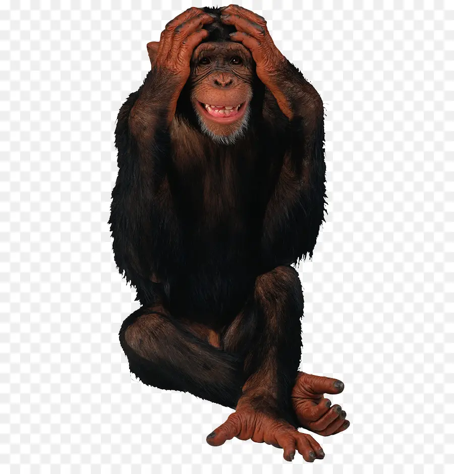 Chimpancé，Mono PNG