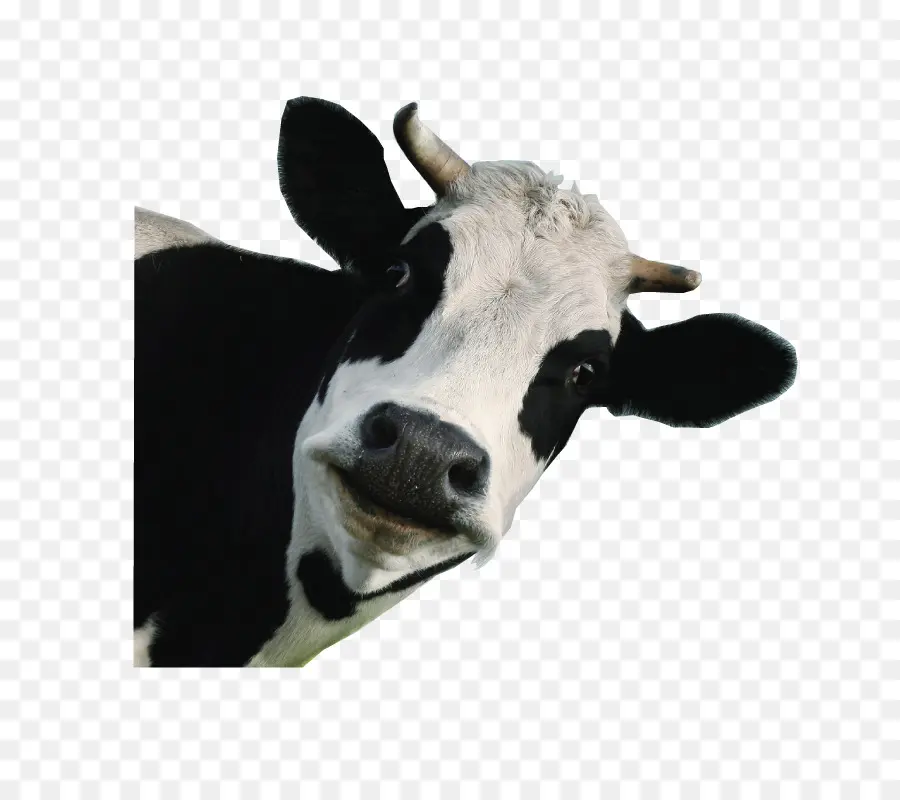 Ganado Holstein Friesian，El Ganado Jersey PNG
