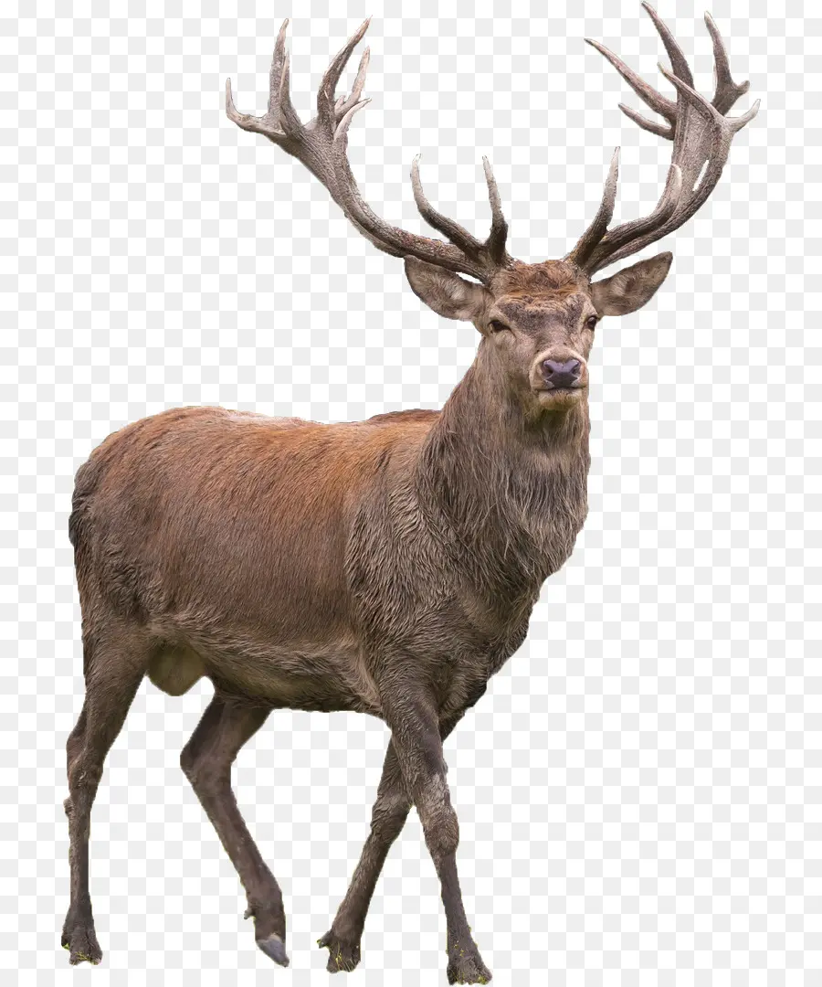 Los Ciervos，Elk PNG